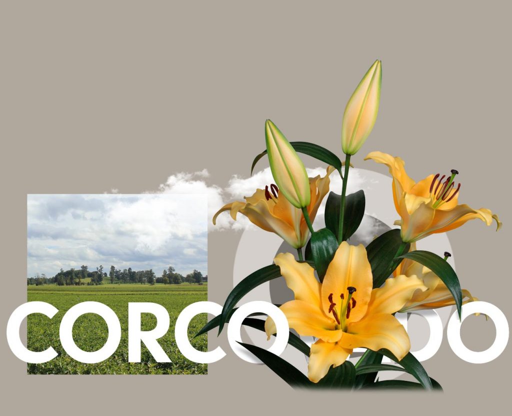 Lelie Corcovado - Wagenaar Lelies