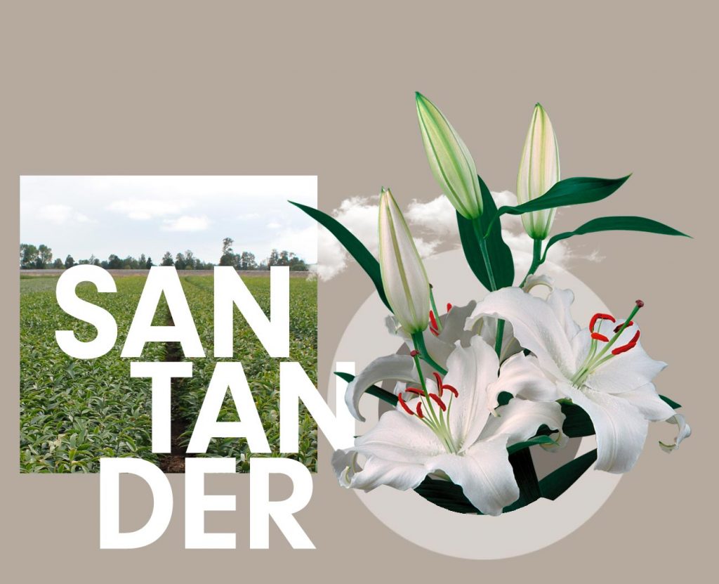 Lelie Santander - Wagenaar Lelies