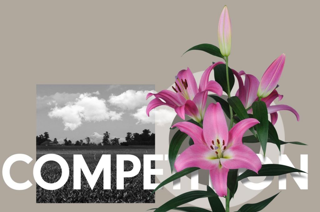Wagenaar Lelies / Lelie Competition