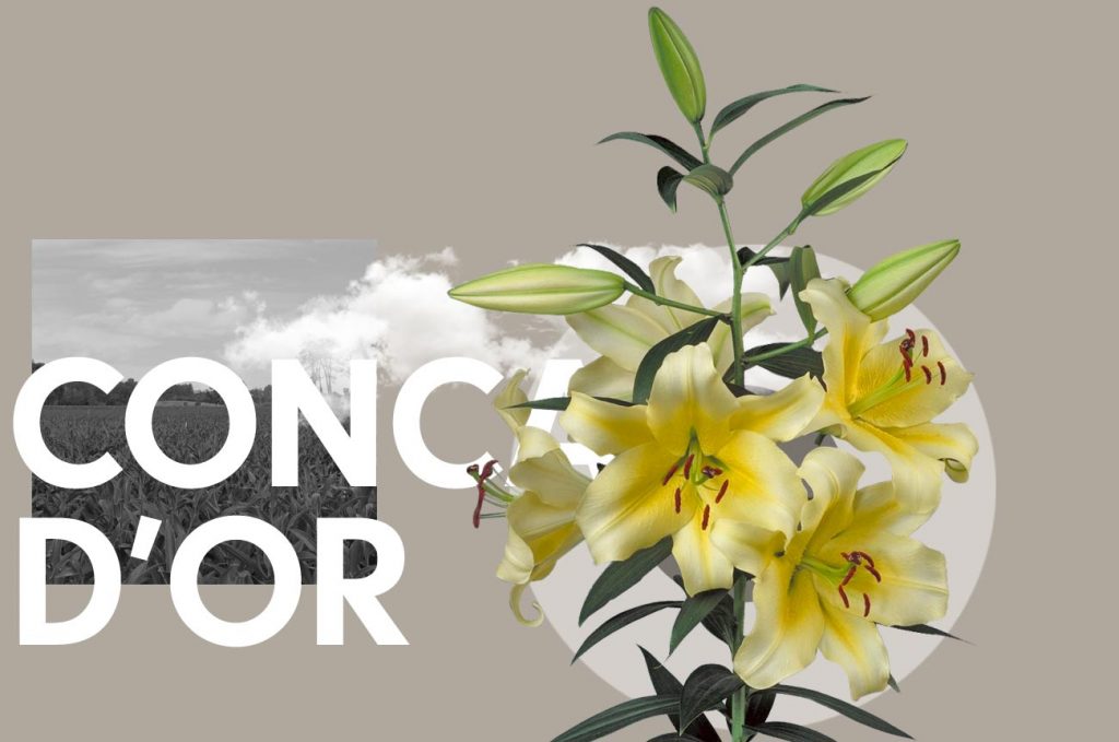 Wagenaar Lelies / Lelie Conca D'Or