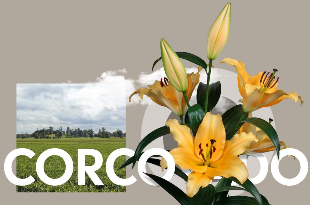 Wagenaar Lelies Holland / Lelie Corcovado cultivar