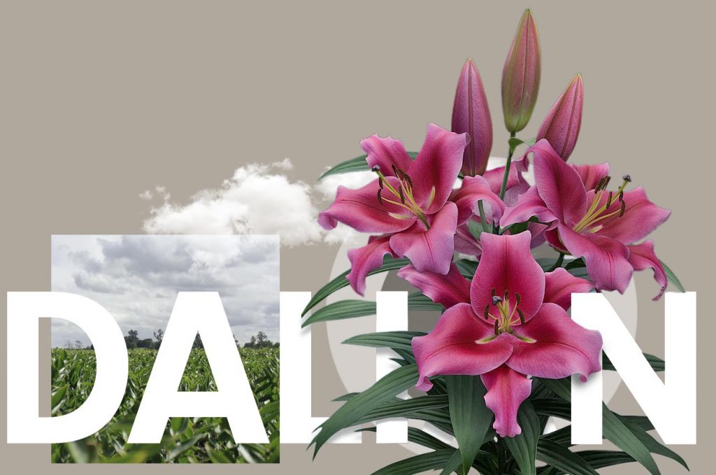 Wagenaar Lelies Holland / Lelie Dalian cultivar