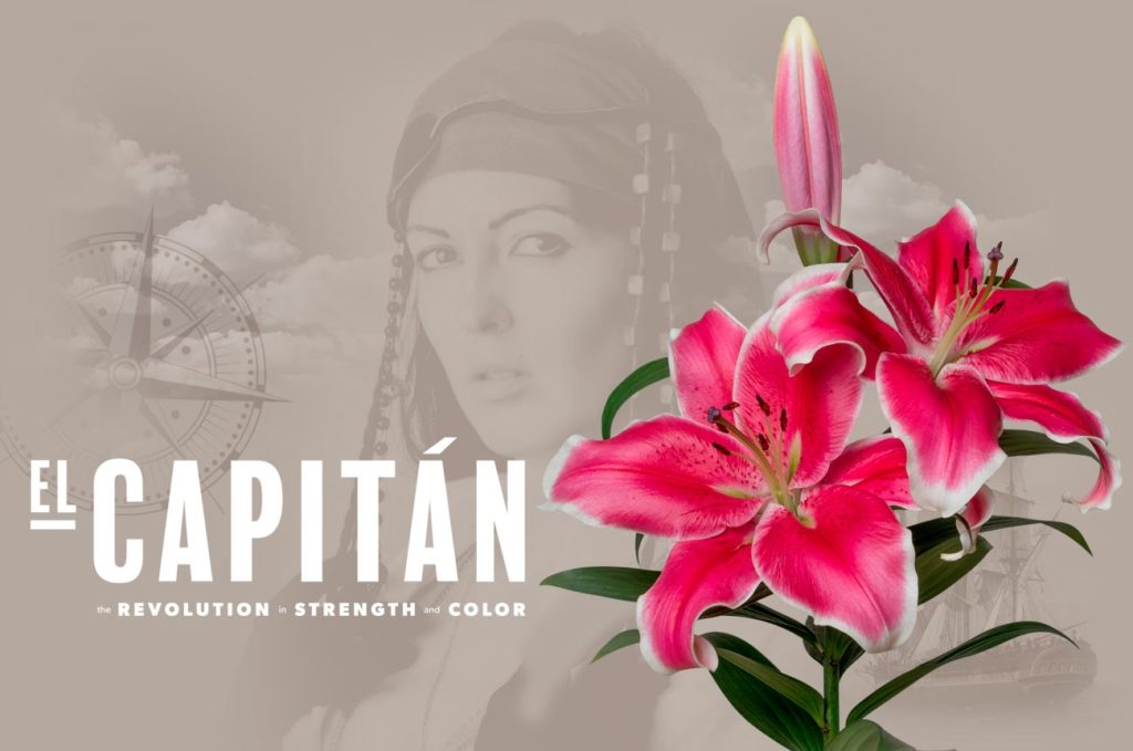 El Capitan - Wagenaar Lilies