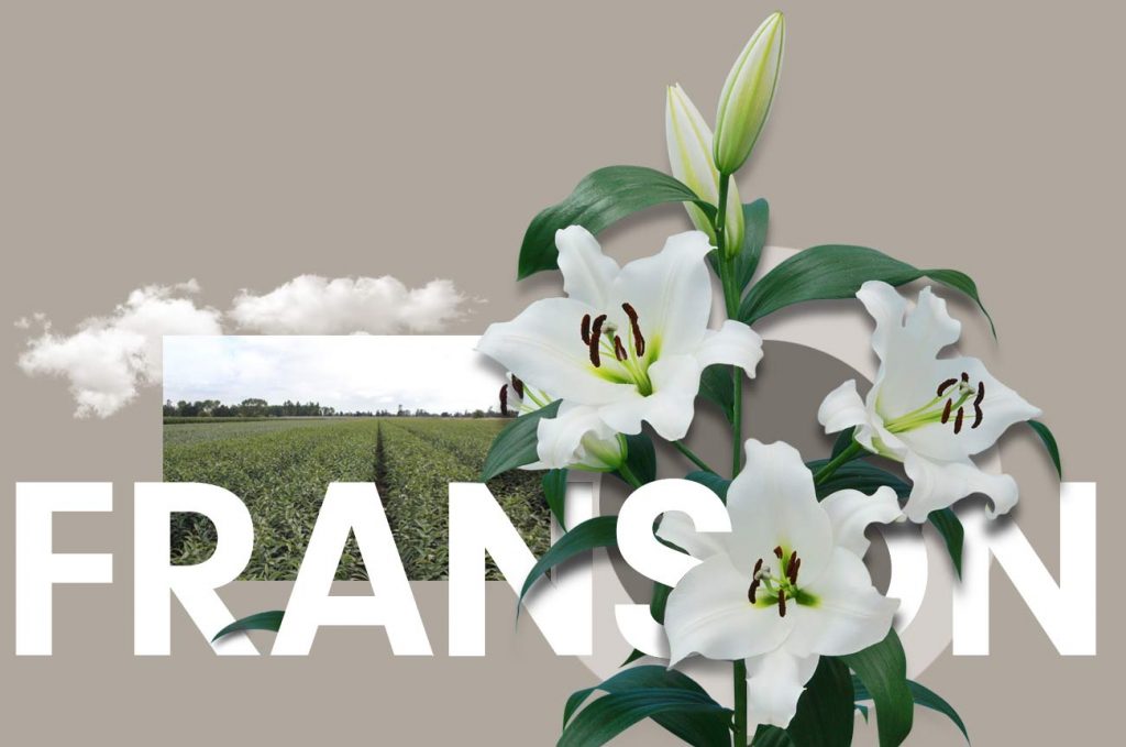 Wagenaar Lelies Holland / Lelie Franson cultivar