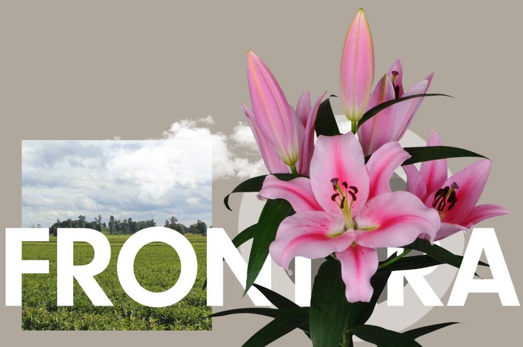 Wagenaar Lelies Holland / Lelie Frontera cultivar