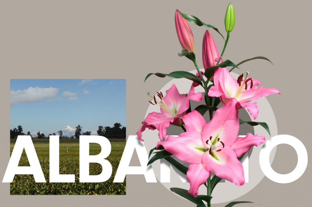 Wagenaar Lelies Holland / Lelie Albareto cultivar