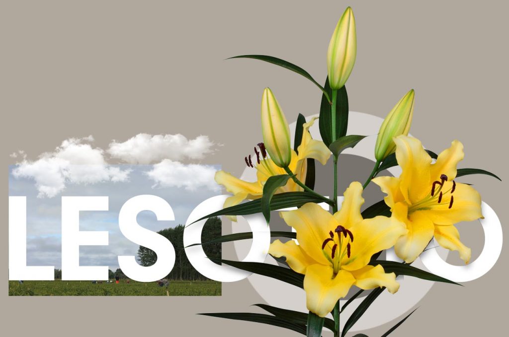 Wagenaar Lelies Holland / Lelie Lesotho cultivar