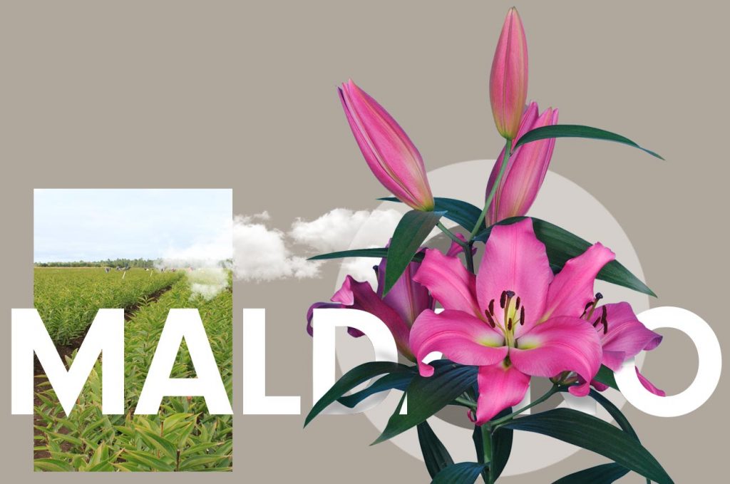 Wagenaar Lelies Holland / Lelie Maldano cultivar