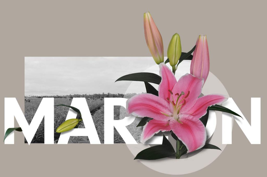 Wagenaar Lelies Holland / Lelie Marlon cultivar