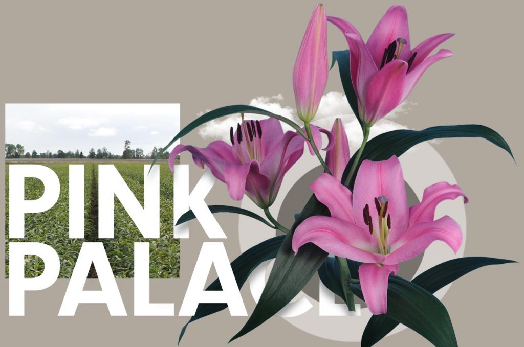 Wagenaar Lelies Holland / Lelie Pink Palace cultivar
