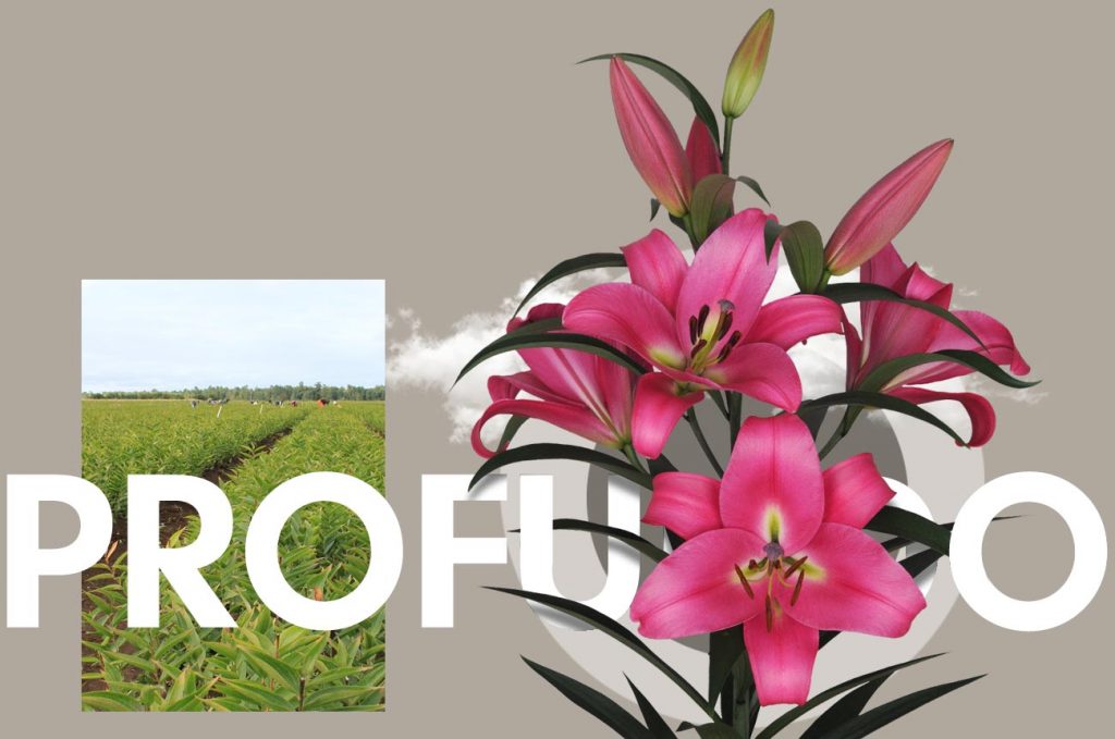 Wagenaar Lelies Holland / Lelie Profundo cultivar