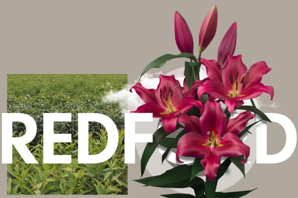 Wagenaar Lelies Holland / Lelie Redford cultivar