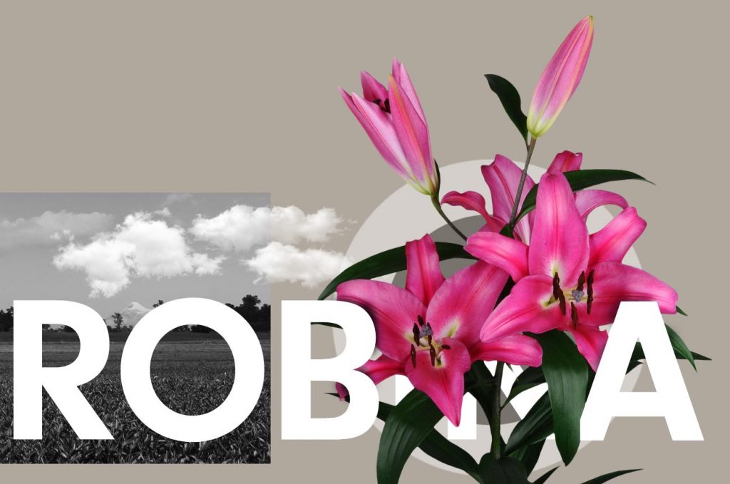 Wagenaar Lelies Holland / Lelie Robina cultivar