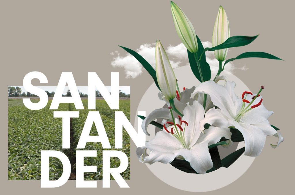 Wagenaar Lelies Holland / Lelie Santander cultivar