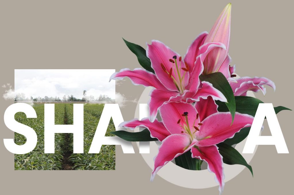 Wagenaar Lelies Holland / Lelie Sharida cultivar