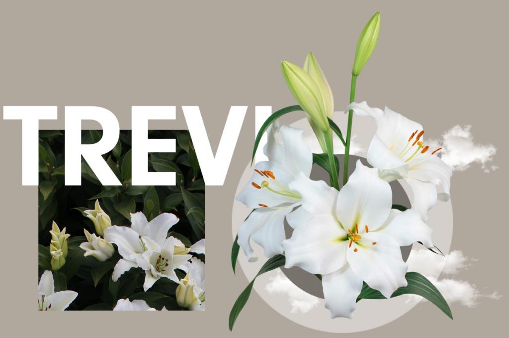 Wagenaar Lelies Holland / Lelie Trevi cultivar