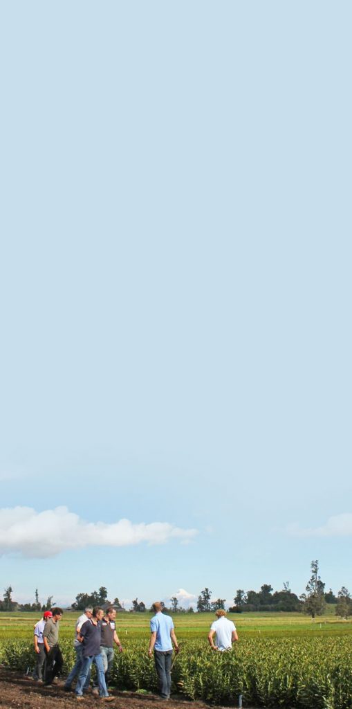 Wagenaar Lelies Holland / Chile