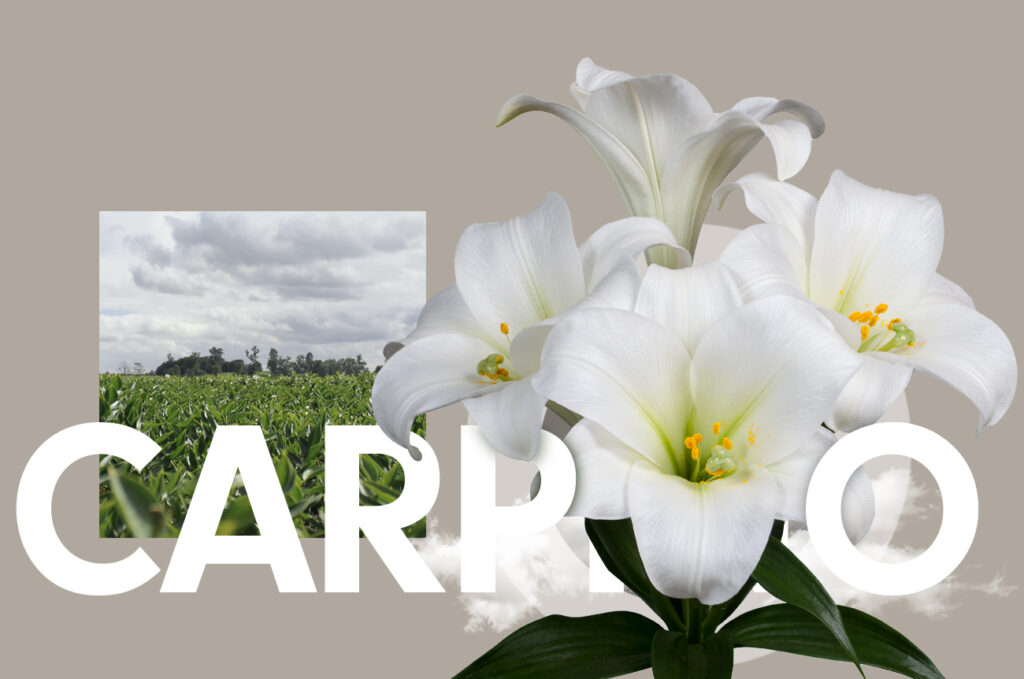 Wagenaar Lelies Carpino