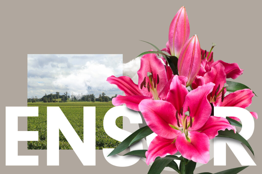 Wagenaar Lelies Ensor