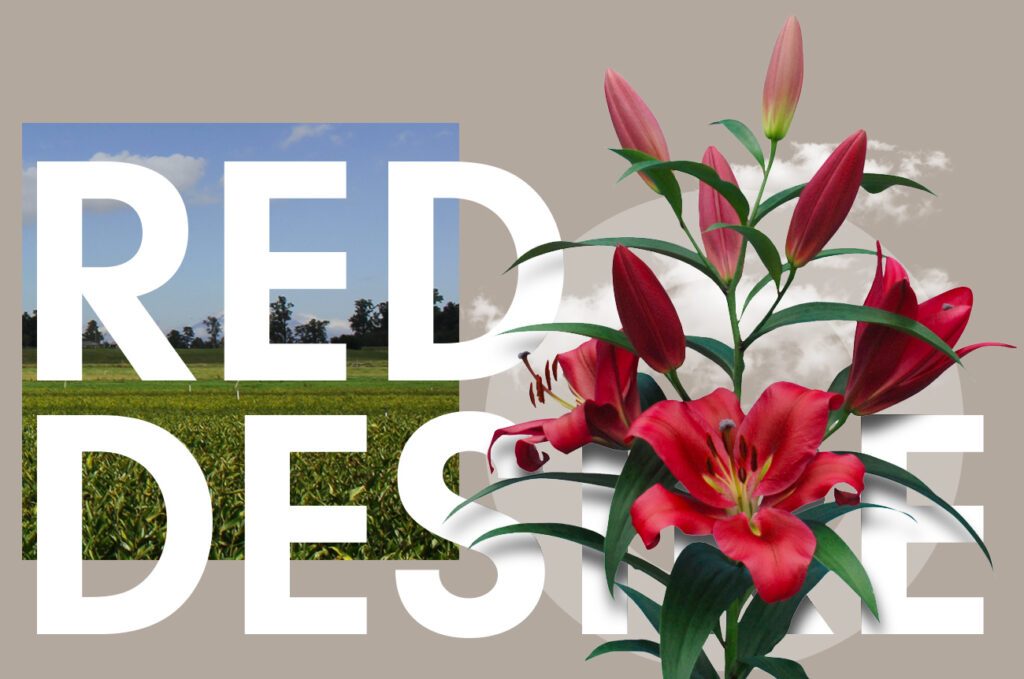 Wagenaar Lelies Red Desire