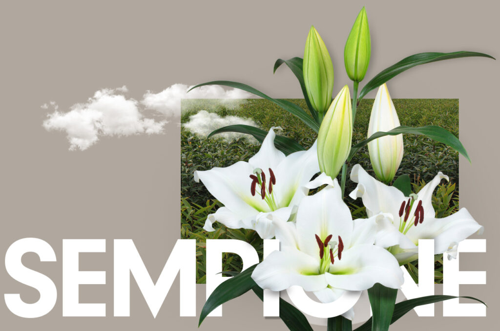 Wagenaar Lelies Sempione