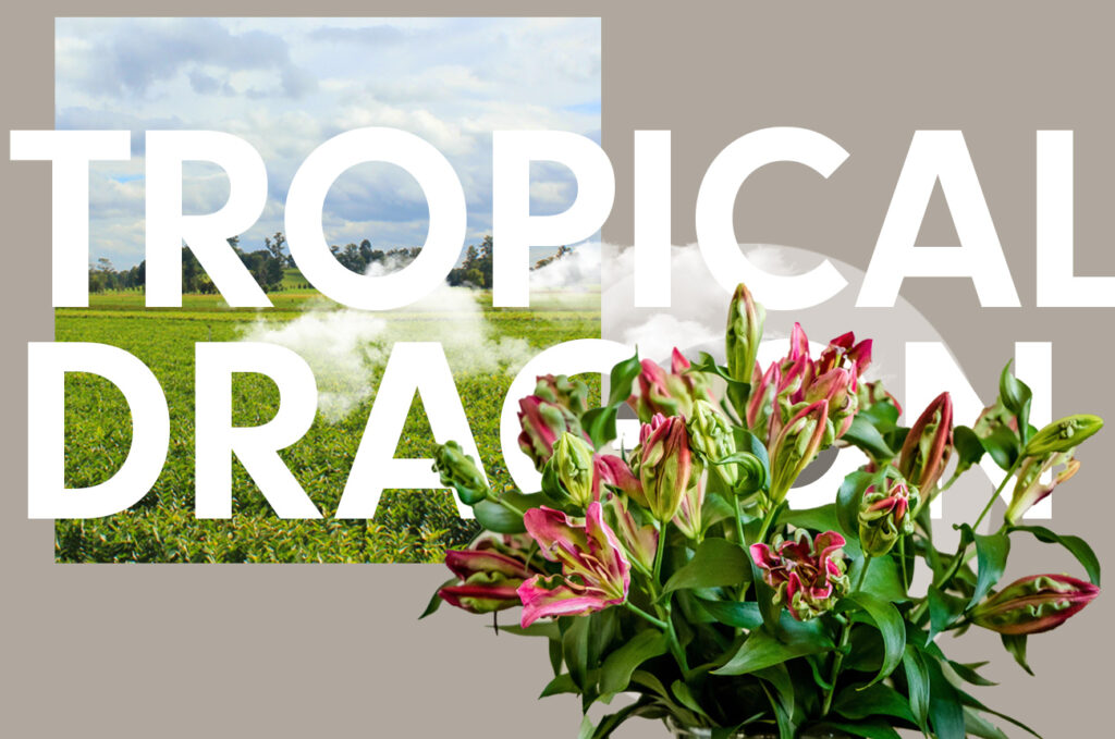 Wagenaar Tropical Dragon